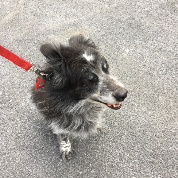 Meet your Posher, Fiona - Picture 6 of 9